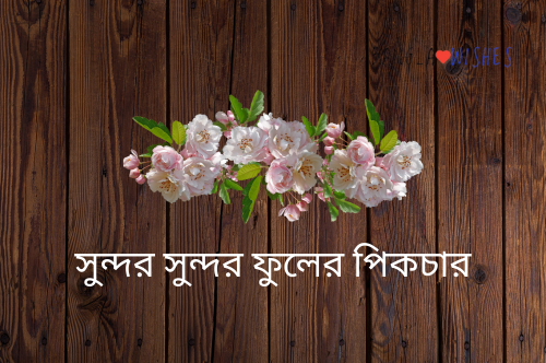 সুন্দর সুন্দর ফুলের পিকচার